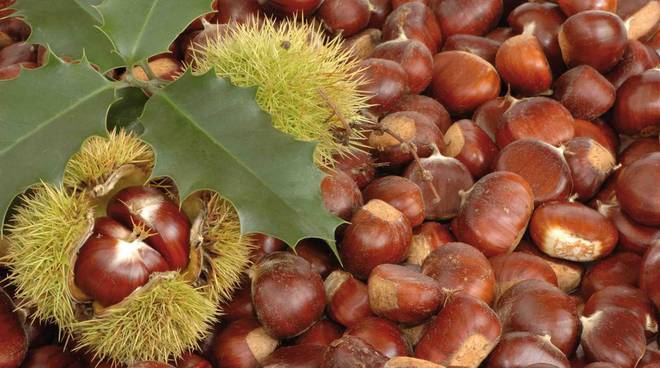 castagne castagnata